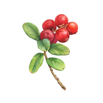 Closeup of a Cowberry branch with green leaves and red berries (Vaccinium vitis-idaea, lingonberry, mountain cranberry). Watercolor hand drawn painting illustration isolated on white background.