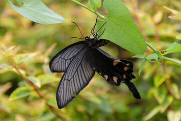 ウマノスズクサの葉っぱに産卵しているジャコウアゲハ