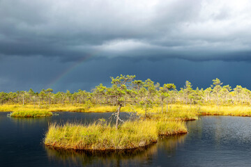 Dramatic clouds on the horizon, beautiful bog landscape before the storm, traditional swamp vegetation in autumn, sun-lit mire landscape, Palsu swamp, Jumurda parish, Erglu district, Latvia
