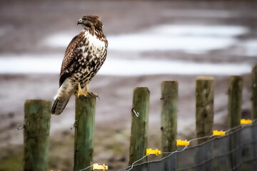 red tailed hawk