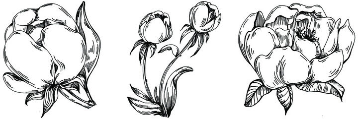 Peony flower. Floral botanical flower. Isolated illustration element. Vector hand drawing wildflower for background, texture, wrapper pattern, frame or border.