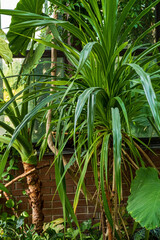 Obraz na płótnie Canvas exotic plants in the greenhouse