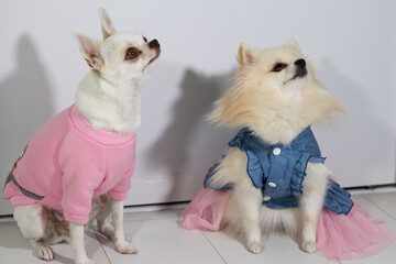 cute spitz and chihuahua dressed in costumes sitting at home