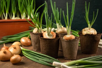 a fresh crop of young green onions in the process of growing in pots with fresh bulbs on a brown and dark background on a side composition with whole onions, a crop in pots and chopped onions for food