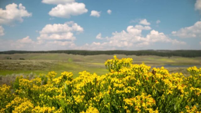 Time Lapse of Yellowstone National Park with Hayden Valley Flowers