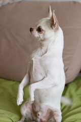 cute chihuahua sitting at home on the couch