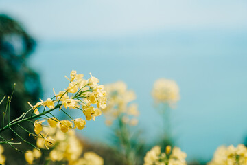 菜の花と海