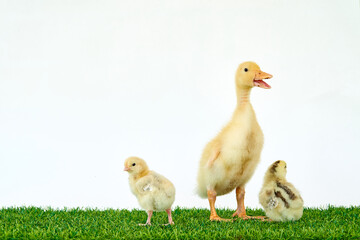 A yellow duck and two chickens. Easter with pets. Homemade chicken for the farm. Domestic and wild birds. Little friends. Natural products. High quality photo