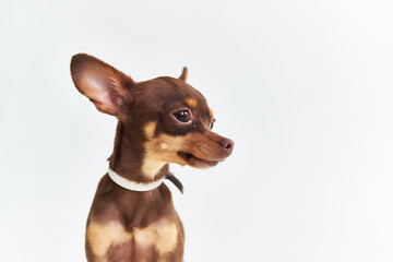 a small dog pet puppy grooming Studio