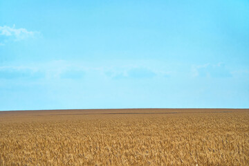 wheat field on blue sky. Dry grain harvest before harvest. Agriculture. Fit and quality. backdrop of ripening ears of yellow wheat field. Copy space on horizon in rural meadow. Close up nature rich.