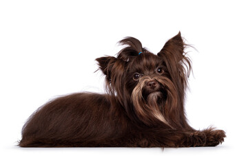 Cute little 1 year old dark brown Yorkshire Terrier dog, laying down side ways. Hair in pony tail on head. Looking towards camera. Isolated on white background.