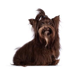 Cute little 1 year old dark brown Yorkshire Terrier dog, sitting up side ways. Hair in pony tail on...
