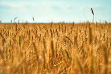 wheat field on blue sky. Dry grain harvest before harvest. Agriculture. Fit and quality. backdrop of ripening ears of yellow wheat field. Copy space on horizon in rural meadow. Close up nature rich.