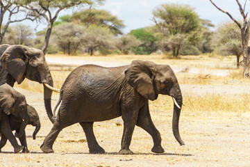 An elephant walking at the head of a herd of elephants (Tanzania, Tarangire National Park)