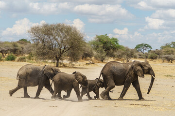 Elephant family walking to protect children (Tanzania, Tarangire National Park)