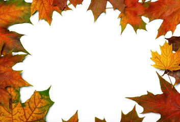Autumn leaves isolate background. Red and yellow maple leaves in autumn on a blank white background.