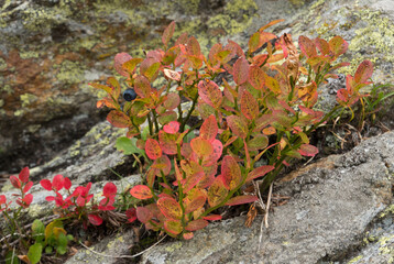 Blueberry in fall colors, blue berries and red-brown leaves