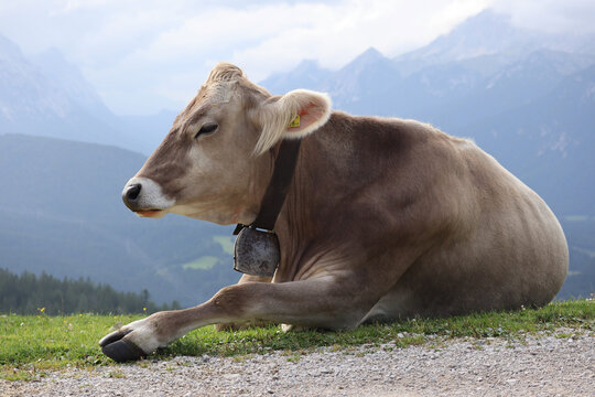 Brown Swiss Cattle with Bell on its Neck in Karwendel Alps. Big Cow Lies Down in Tyrol Alpine Nature.