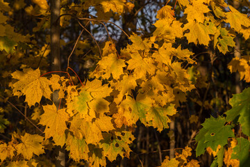 maple tree autumn yellow leafs natural photo