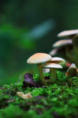 Small mushrooms on a stump