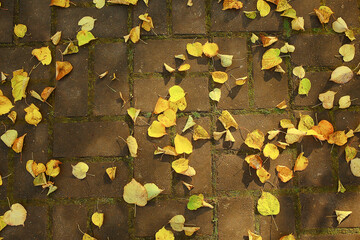 fallen leaves seasonal abstract background