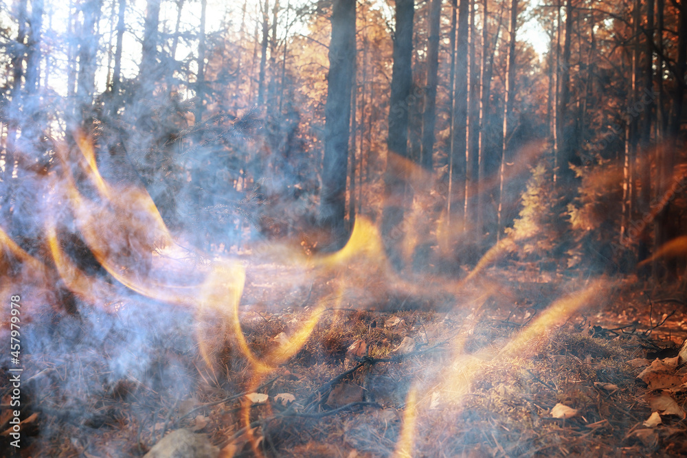 Wall mural forest fire background landscape, abstract fire and smoke in the forest, drought trees are burning