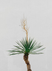 pine tree with cones
