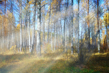 abstract blurred autumn background park, city fall nature october