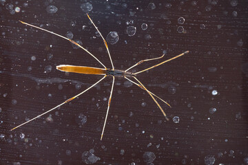 Stick insect on dark background close up, Phasmida, Diapheromeridae