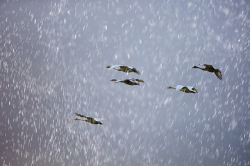 flock of swans in flight against the sky, wildlife group of birds migration