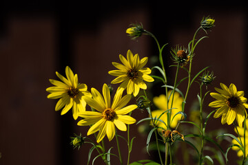 drei Weidenblättrige Sonnenblume im Focus im Sonnenschein vor unscharfen hintergrund