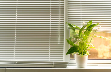 Sunlight on a window with blinds and a flower on the windowsill
