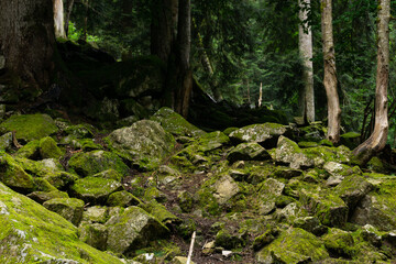 Image of moss filled rocks inside a humid forest