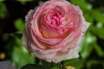 Eden Rose. .Blooming bud in the morning in a light shade with raindrops. 2021.Macro