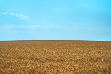 wheat field on blue sky. Dry grain harvest before harvest. Agriculture. Fit and quality. backdrop of ripening ears of yellow wheat field. Copy space on horizon in rural meadow. Close up nature rich.