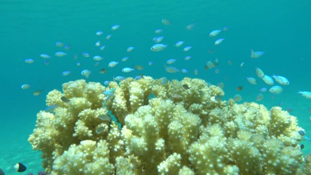 Fish - type bone fish Osteichthyes, Pomacentric - Pomacentridae, Blue-green chromis,