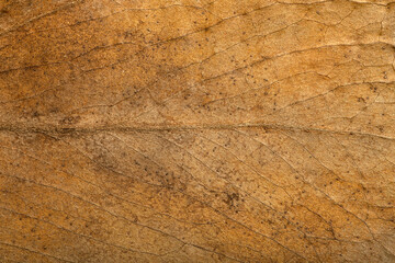 Dry leaf background. Texture, pattern and surface of dry brown autumn leaf with veins. Botanical macro pattern