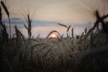 Fototapeta premium sunset in the grass