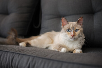 cat on the couch
