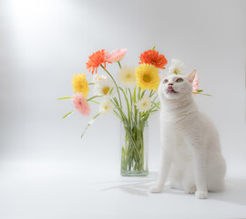 白猫と花　デイジー　白背景