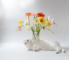 白猫と花　デイジー　白背景