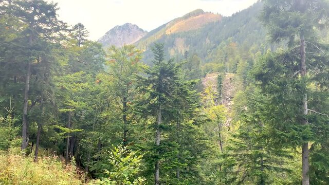 Forest dieback because of climate change dryness and bark beetle in the Lechtal close to Musau , Alps, Austria