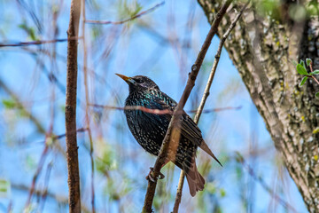 Common Starling (Sturnus vulgaris) in a field, Central Russia