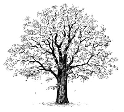 Oak tree drawing