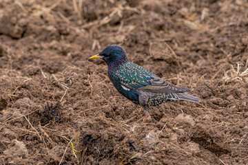 Common Starling (Sturnus vulgaris) in a field, Central Russia