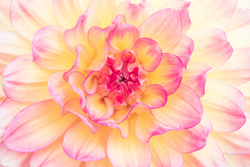 Close up of a beautiful pink dahlia flower. Flower background.