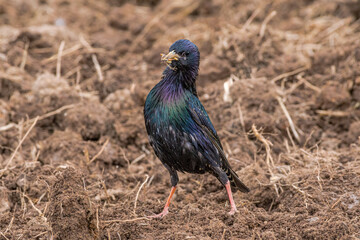 Common Starling (Sturnus vulgaris) in a field, Central Russia