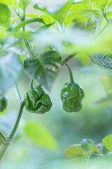 Green Scotch Bonnet Chilli