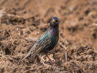 Common Starling (Sturnus vulgaris) in a field, Central Russia