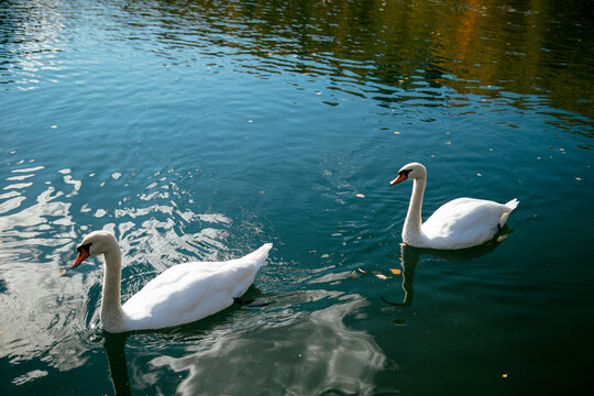 Swans Swim In A Lake In The Mountains